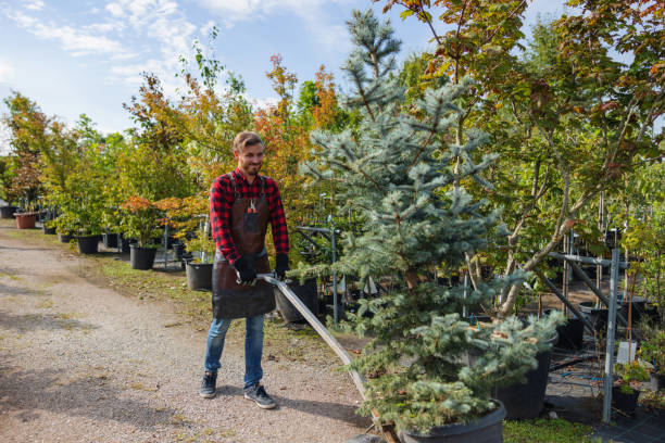 Tree Health Inspection in Hillsboro, OH